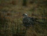 Hønsehauk (Accipiter gentilis)