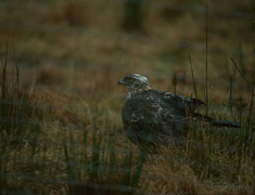 Hønsehauk (Accipiter gentilis)