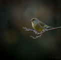 Grønnfink (Carduelis chloris)