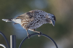 Nøttekråke (Nucifraga caryocatactes)