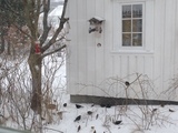 Stær (Sturnus vulgaris)