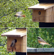Common Redstart (Phoenicurus phoenicurus)