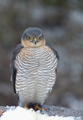 Spurvehauk (Accipiter nisus)