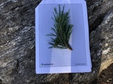 Gran (Picea abies)