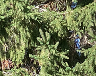 Gran (Picea abies)