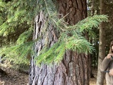 Furu (Pinus sylvestris)