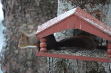 Ekorn (Sciurus vulgaris)