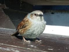 Hedge Accentor (Prunella modularis)
