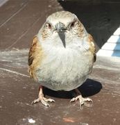 Hedge Accentor (Prunella modularis)