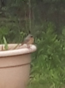 Common Redstart (Phoenicurus phoenicurus)