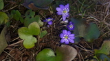 Blåveis (Hepatica nobilis)