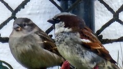 House Sparrow (Passer domesticus)