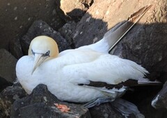 Northern Gannet (Morus bassanus)