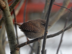 Winter Wren (Troglodytes troglodytes)