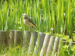 Black Redstart (Phoenicurus ochruros)
