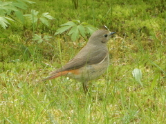 Black Redstart (Phoenicurus ochruros)