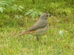 Svartrødstjert (Phoenicurus ochruros)