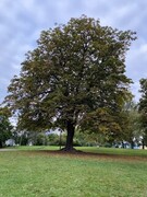 Hestekastanje (Aesculus hippocastanum)