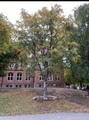 Hengebjørk (Betula pendula)