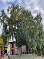 Hengebjørk (Betula pendula)