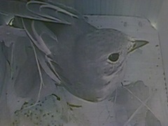 Pied Flycatcher (Ficedula hypoleuca)
