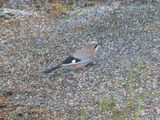 Nøtteskrike (Garrulus glandarius)