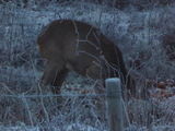 Rådyr (Capreolus capreolus)