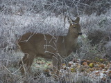 Rådyr (Capreolus capreolus)