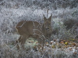 Rådyr (Capreolus capreolus)