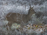 Rådyr (Capreolus capreolus)