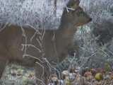 Rådyr (Capreolus capreolus)