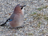 Nøtteskrike (Garrulus glandarius)