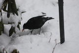 Svarttrost (Turdus merula)