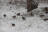 Bokfink (Fringilla coelebs)