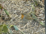 Rødstrupe (Erithacus rubecula)