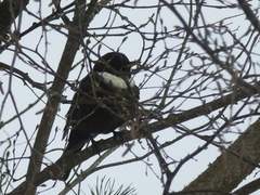 Ring Ouzel (Turdus torquatus)