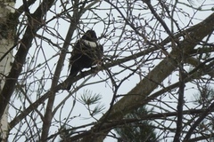 Ring Ouzel (Turdus torquatus)