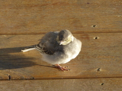 White Wagtail (Motacilla alba)