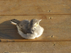 Linerle (Motacilla alba)