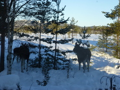 Moose (Alces alces)