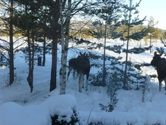 Moose (Alces alces)