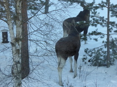 Moose (Alces alces)