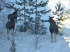 Moose (Alces alces)