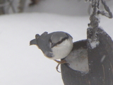 Spettmeis (Sitta europaea)