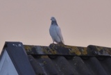 Bydue (Columba livia domestica)