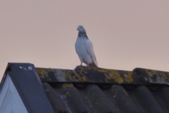 Feral Pigeon (Columba livia domestica)