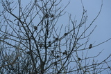 Sidensvans (Bombycilla garrulus)