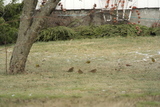 Gulspurv (Emberiza citrinella)