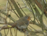 Rødstrupe (Erithacus rubecula)