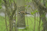 Stillits (Carduelis carduelis)